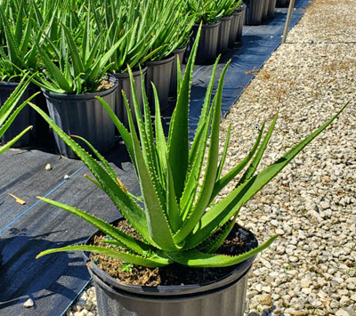 Safari Rose Aloe * 